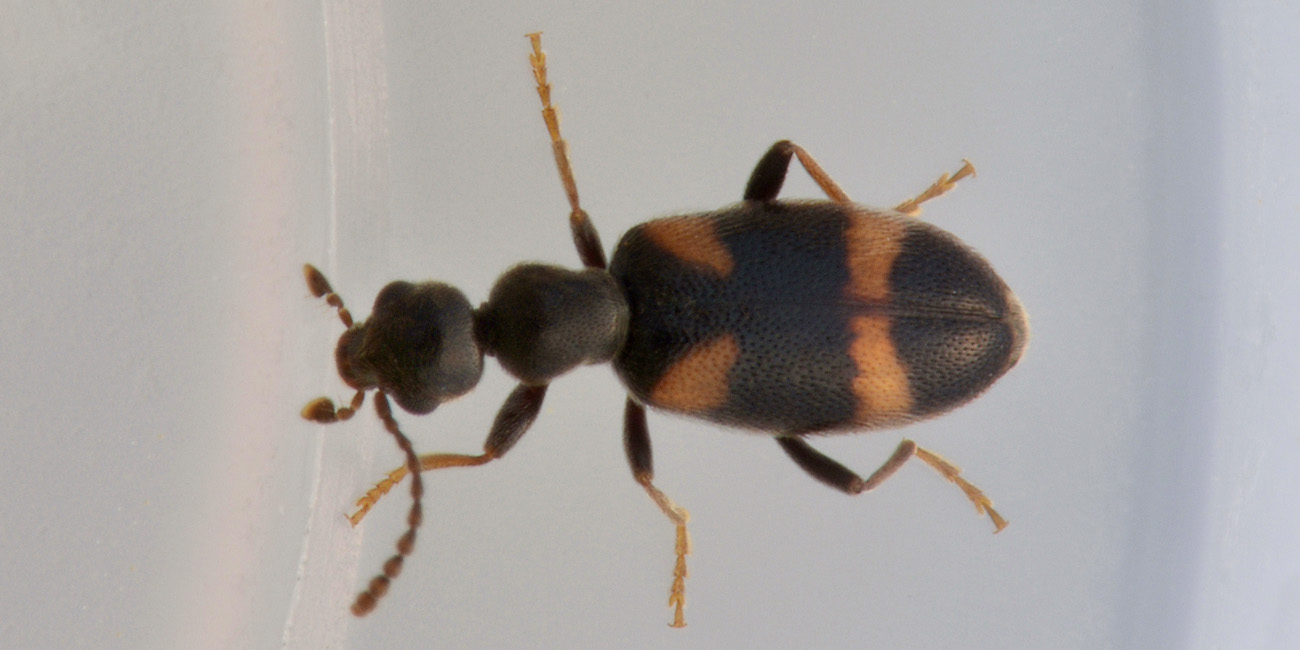 Anthicidae: Anthicus sp?  S,  Anthicus laeviceps